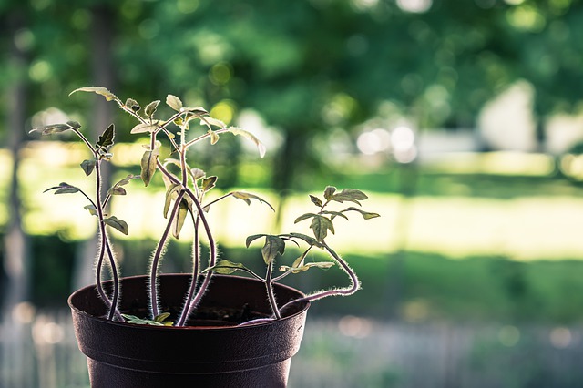 Plant 4504860 640