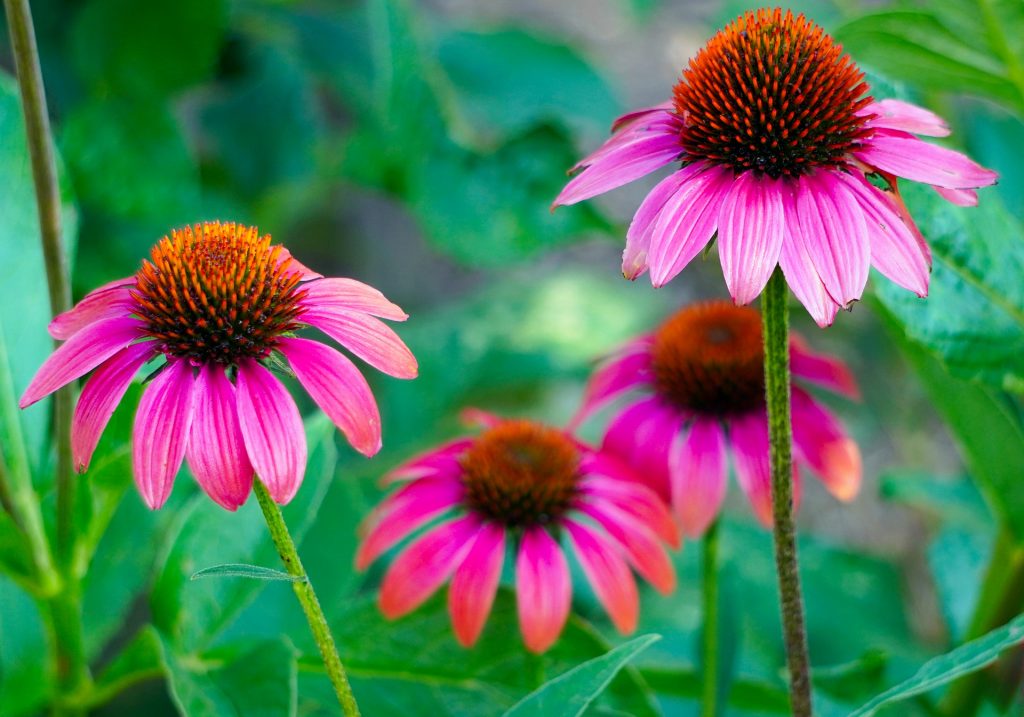 Echinacea Immunity Booster 1024x717